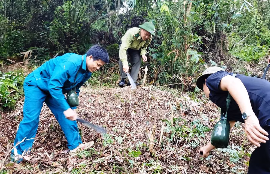 Người dân địa phương và lực lượng Kiểm lâm huyện Bá Thước phát dọn thảm thực bì trong rừng.