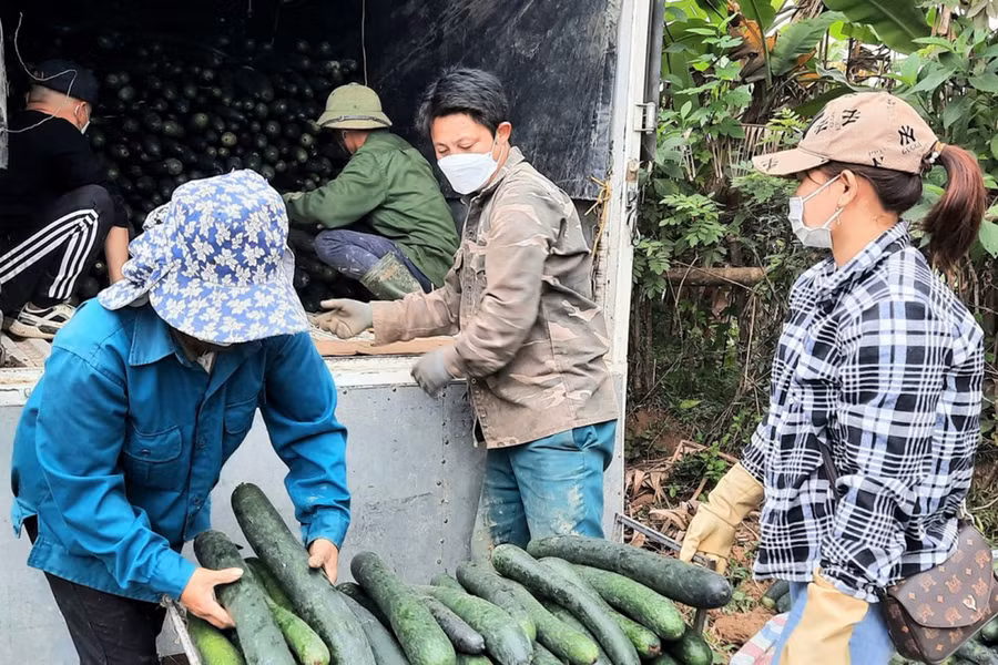 Thương lái đến tận vườn thu mua bí.