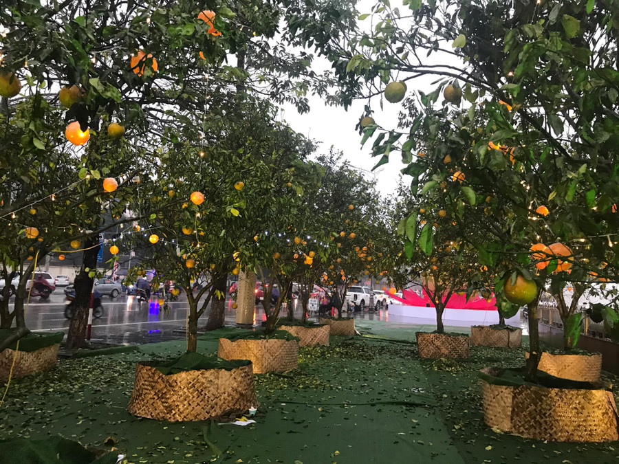 Nhiều gốc cam được các chủ trang trại đưa xuống TP Vinh trưng bày