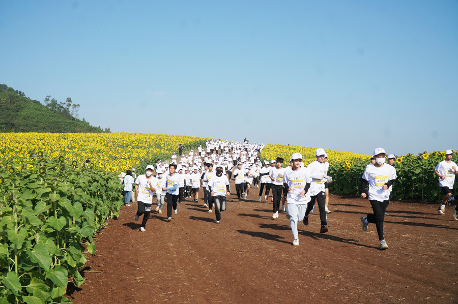 Lần đầu tiên học sinh, sinh viên các trường học trên địa bàn tỉnh Nghệ An tham gia giải chạy với đường chạy giữa đồi hoa hướng dương.