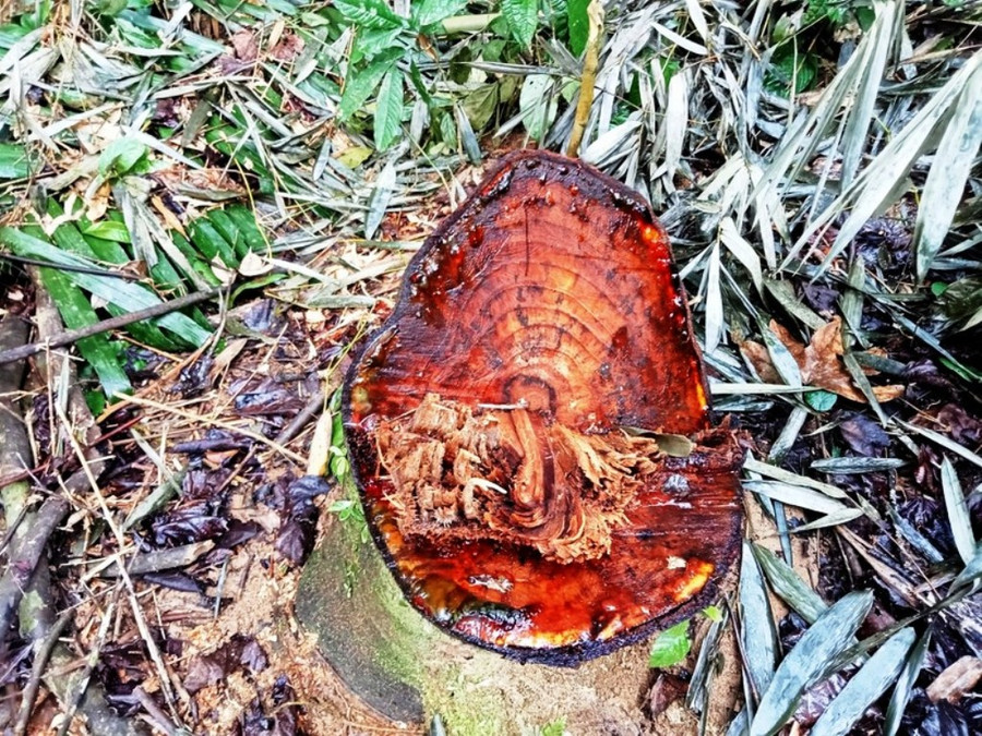 Một gốc cây rừng ở xã Yên Thắng, huyện Lang Chánh còn tứa mủ. Ảnh: Thế Lượng chụp ngày 5/1. Một gốc cây rừng ở xã Yên Thắng, huyện Lang Chánh còn tứa mủ. Ảnh: Thế Lượng chụp ngày 5/1.