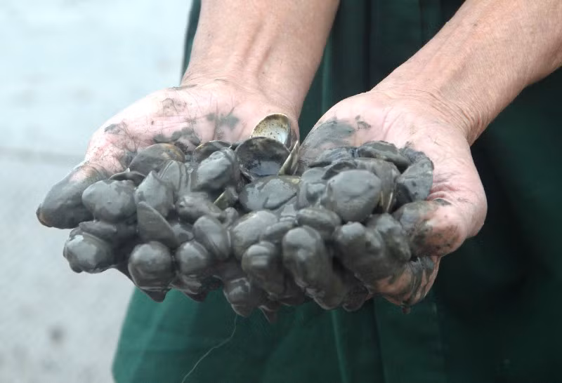 Ngao chết được vốc từ dưới bùn lên.