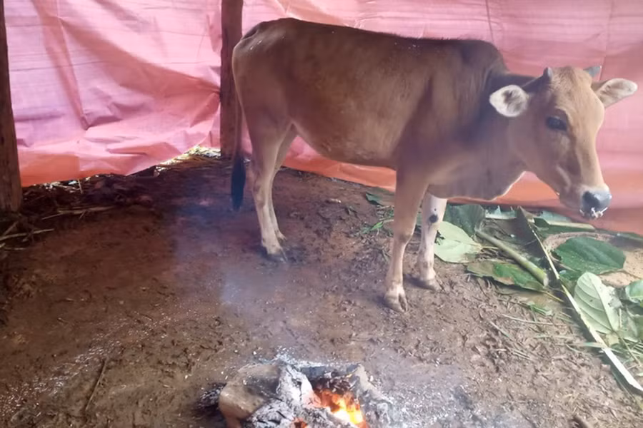 Do chăn thả rông gia súc nên người dân ở các huyện miền núi Nghệ An chưa chú trọng đến việc làm chuồng trại.