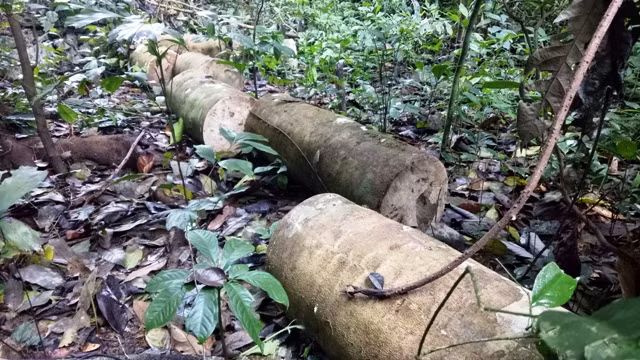 Gỗ rừng bị cắt khúc chưa kịp vận chuyển ra ngoài.