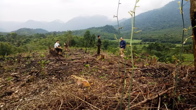 Hơn 2 héc ta rừng bị chặt hạ, đốt trọi để trồng keo