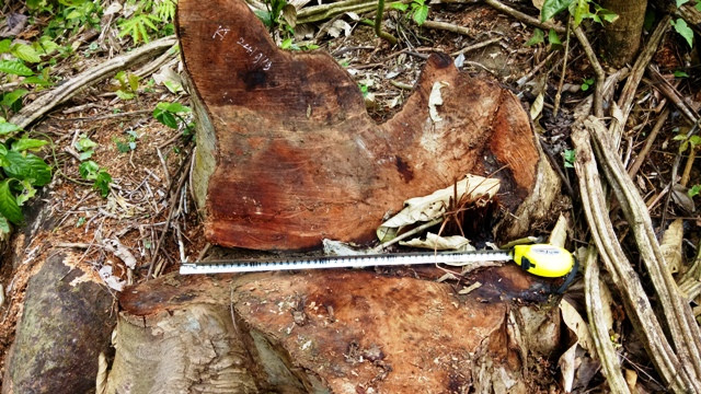 Những gốc cây gỗ rừng ở khu vực Thung Chấn bị chặt hạ trái phép có đường kính hơn 40cm. Những gốc cây gỗ rừng ở khu vực Thung Chấn bị chặt hạ trái phép có đường kính hơn 40cm.