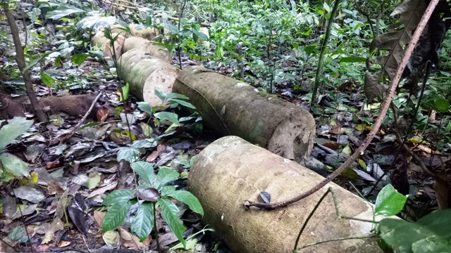 Gỗ rừng bị cắt khúc chưa kịp vận chuyển ra ngoài. Gỗ rừng bị cắt khúc chưa kịp vận chuyển ra ngoài.