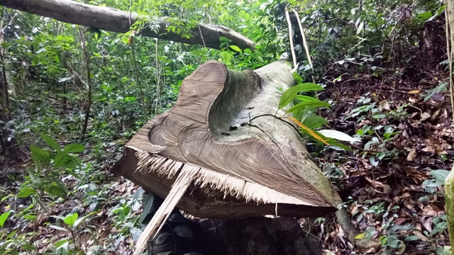 "Lâm tặc" chặt hạ cây gỗ rừng ở xã Điền Thượng trong diện tích quản lý, bảo vệ, chăm sóc của Công ty Lâm nghiệp Cẩm Ngọc "Lâm tặc" chặt hạ cây gỗ rừng ở xã Điền Thượng trong diện tích quản lý, bảo vệ, chăm sóc của Công ty Lâm nghiệp Cẩm Ngọc