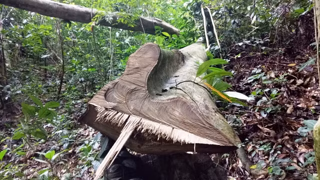 "Lâm tặc" chặt hạ cây gỗ rừng ở xã Điền Thượng trong diện tích quản lý, bảo vệ, chăm sóc của Công ty Lâm nghiệp Cẩm Ngọc