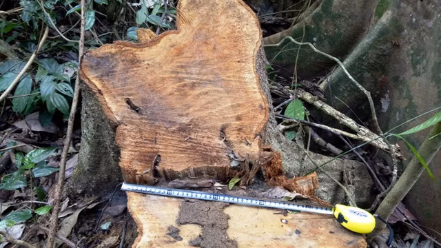 Ở khu vực Thung Chấn, phía sau Đội quản lý, bảo vệ rừng có hàng chục cây gỗ bị "lâm tặc" đốn hạ.