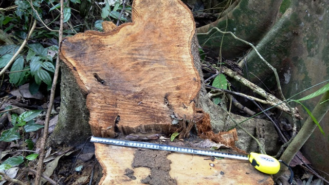 Ở khu vực Thung Chấn, phía sau Đội quản lý, bảo vệ rừng có hàng chục cây gỗ bị "lâm tặc" đốn hạ. Ở khu vực Thung Chấn, phía sau Đội quản lý, bảo vệ rừng có hàng chục cây gỗ bị "lâm tặc" đốn hạ.