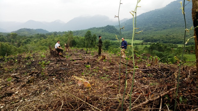 Hơn 2 héc ta rừng bị chặt hạ, đốt trọi để trồng keo Hơn 2 héc ta rừng bị chặt hạ, đốt trọi để trồng keo