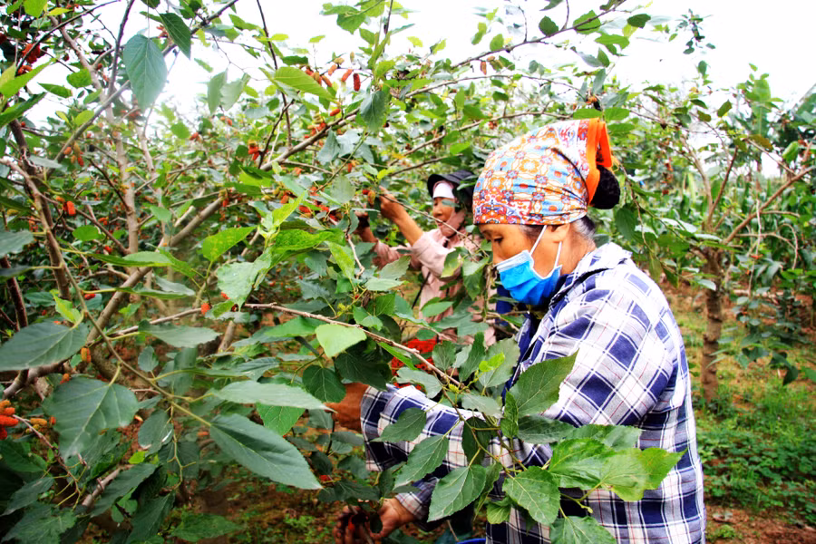 Mùa cao điểm thu hoạch dâu tằm kéo dài từ cuối tháng Ba đến hết tháng Tư. Thời gian thu hoạch kéo dài từ 3 đến 4 tuần vì quả dâu chín không đều. Tuy nhiên, hái quả mất khá nhiều thời gian, trung bình một người chỉ hái được khoảng 20 kg - 30kg/ngày. Vào vụ thu hoạch, một số hộ nông dân thường huy động người nhà hay thuê người hái để nâng cao năng suất, sản lượng khai thác.