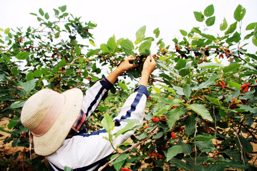 Bà Đỗ Thị Bính vừa hái dâu vừa chia sẻ: “Năm nay dâu chín được giá, nhưng có một số vườn dâu của người dân bị hỏng nhiều do thời tiết mưa ít, nắng nhiều nên dâu hay bị hỏng, không được sai quả. Như vườn nhà tôi có 15 gốc dâu, thu hoạch từ sáng đến chiều cũng được khoảng hơn 40 kg, sau khi thu hoạch xong thì thương lái sẽ đến thu mua ngay tại vườn.”