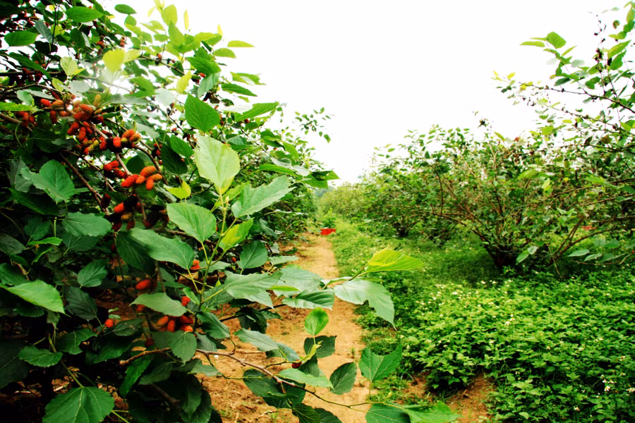 Dâu tằm được người dân trồng nhiều tại các khu vực ven sông Đáy bởi đất đai màu mỡ, giàu dinh dưỡng, phù hợp với đặc tính sinh trưởng của cây dâu. Ngoài xã Hiệp Thuận, cây dâu tằm còn được trồng nhiều ở xã Yên Sở, Đức Thượng, Cát Quế, Dương Liễu (huyện Hoài Đức).