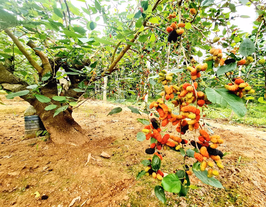 “Cây dâu tằm dễ trồng, nhanh lớn không phải kỳ công chăm sóc nhiều.Với những gốc dâu già, chỉ cần chặt bỏ cành, giữ gốc, bón phân. Để nhân giống, chỉ cần chiết cành cẩn thận. Trồng dâu tằm vốn bỏ ra ít, thời gian thu hoạch ngắn mà đem lại thu nhập tốt.” - Bà Bính cho biết thêm.