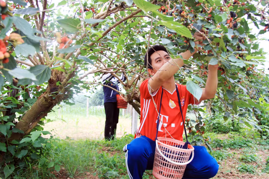 Nguyễn Hoàng Huy, SV năm cuối, Trường Học viện Kỹ thuật mật mã cũng tranh thủ thời gian rảnh ra vườn phụ giúp mẹ hái dâu.