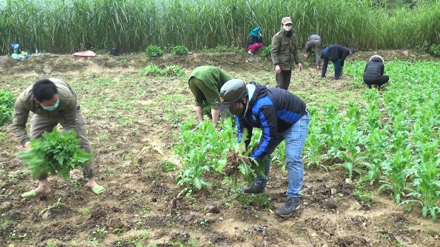 Công an huyện Vị Xuyên nhổ bỏ cây thuốc phiện tại vườn nhà bà Giang. Ảnh: Vi Quyền (Vị Xuyên).