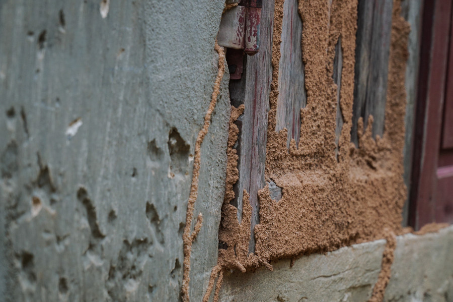 Tường phòng học và cửa sổ bị mối ăn mòn.