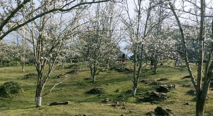 Lê trắng ở Na Hang.