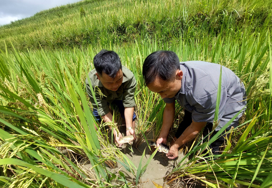 Nuôi cá chép trên ruộng bậc thang mô hình “2 trong 1”. Nuôi cá chép trên ruộng bậc thang mô hình “2 trong 1”.