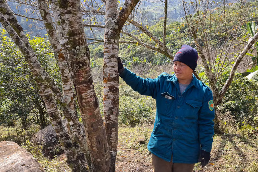 Anh Xồng Bá Lẩu đang chăm sóc vườn đào của mình