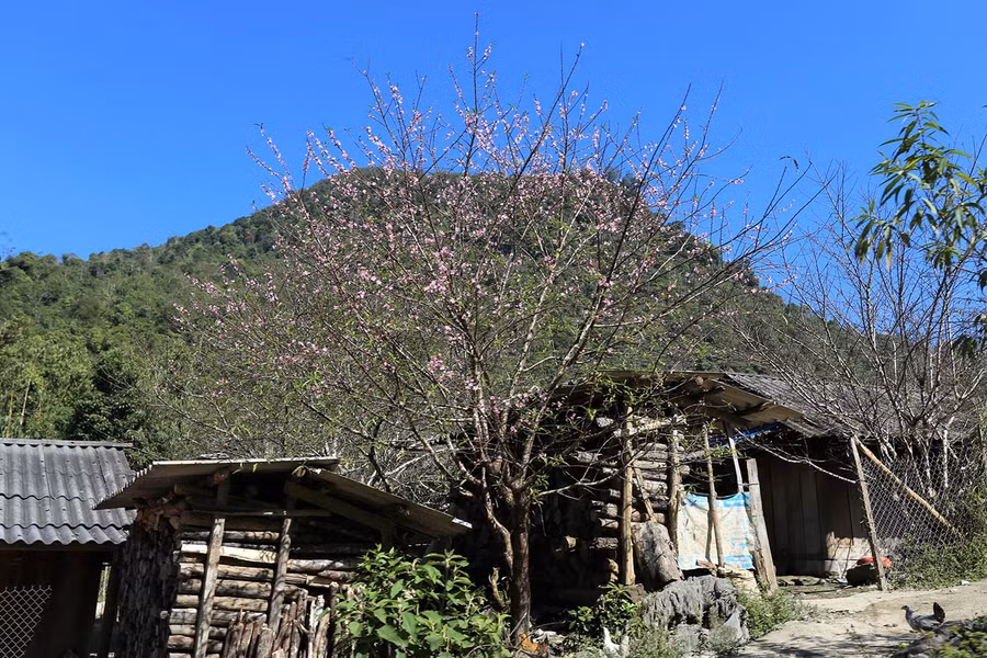 Cây đào có mặt ở khắp mọi nơi ở xã Na Ngoi