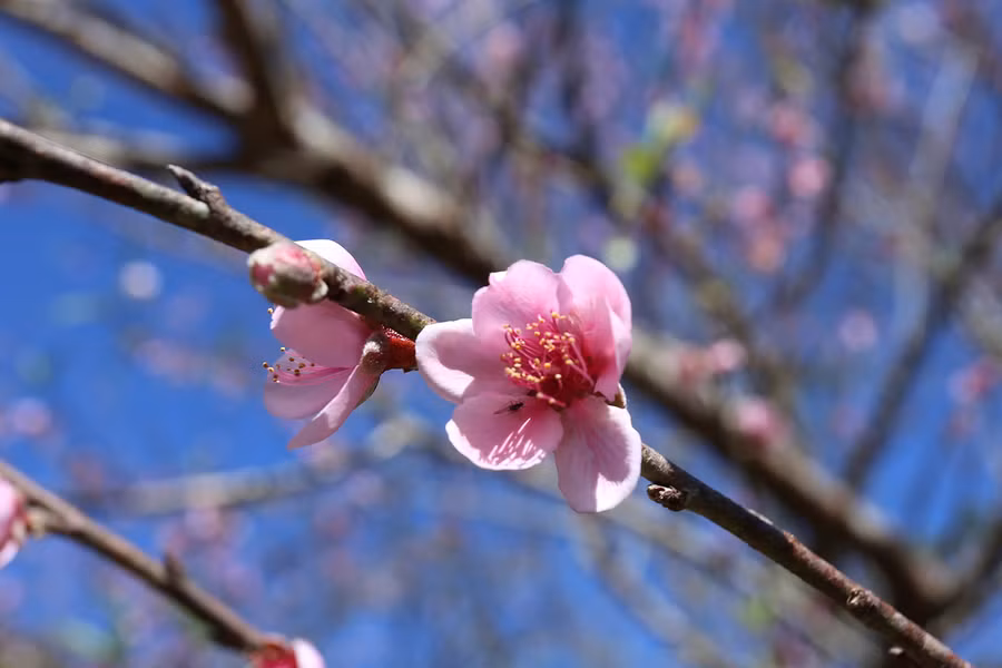 Hoa đào ở Kỳ Sơn có búp, nụ to, cánh hoa lâu tàn nên rất được ưa chuộng