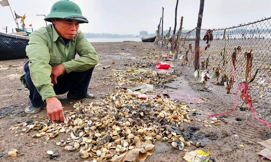 Người nuôi ngao ở phường Hải Ninh (thị xã Nghi Sơn, Thanh Hóa) thẫn thờ trước hiện tượng ngao chết hàng loạt.