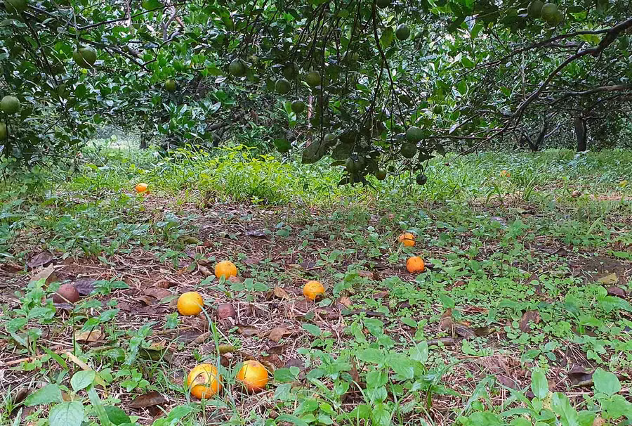 Quả cam bị nhiễm bệnh rụng đầy gốc