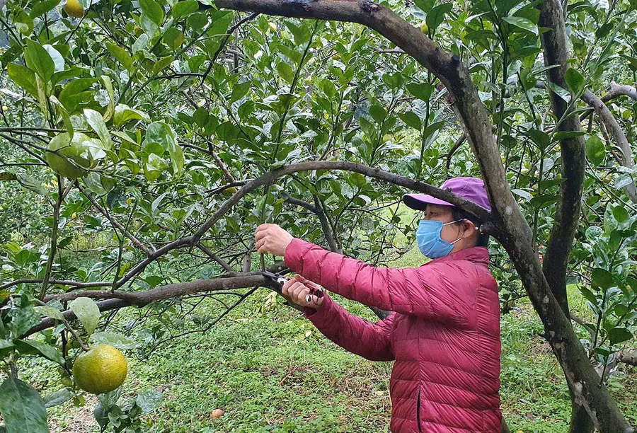 Bà Nguyễn Thị Dung chăm sóc vườn cam rộng hơn 1,5ha của gia đình