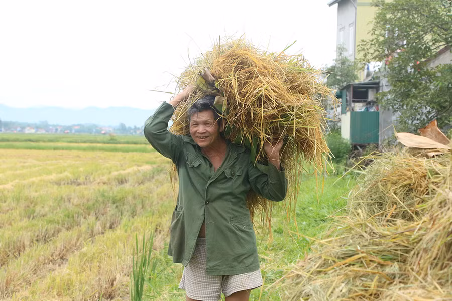 Sau khi thu hoạch lúa, bà con cũng gom rơm đưa về nhà.