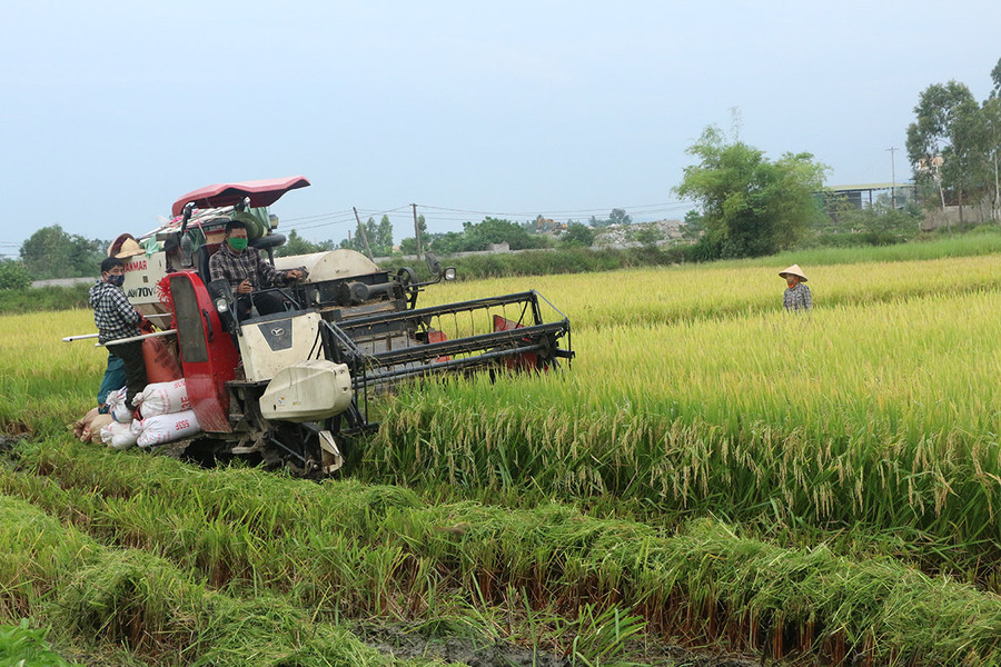 Nông dân thuê máy gặt lúa trước ảnh hưởng của bão số 4.