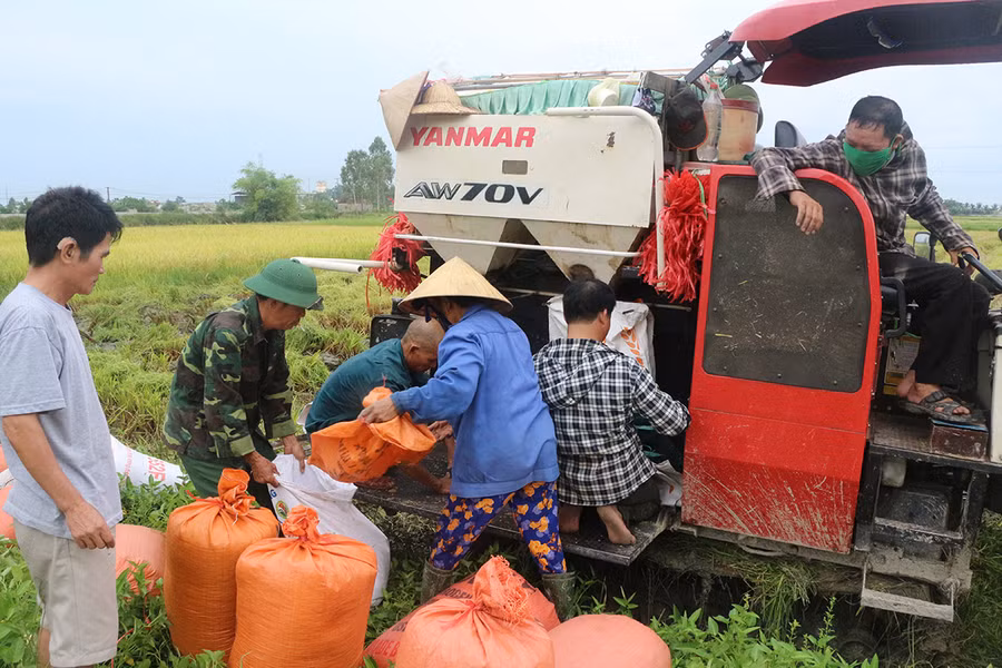 Nông dân gấp rút thu hoạch lúa trước khi bão số 4 đổ bộ.