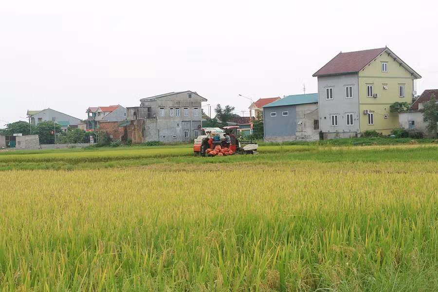 Nhiều diện tích lúa chưa chín hẳn, nhưng "xanh nhà hơn già đồng", nông dân gặt sớm tránh nguy cơ bị ngập úng.