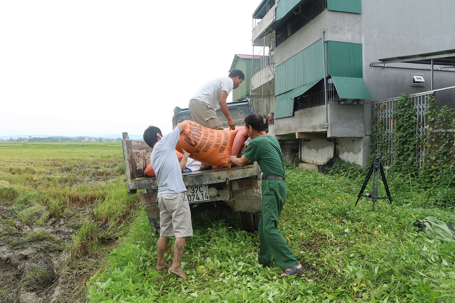 Người dân thuê xe tải chở lúa về nhà.