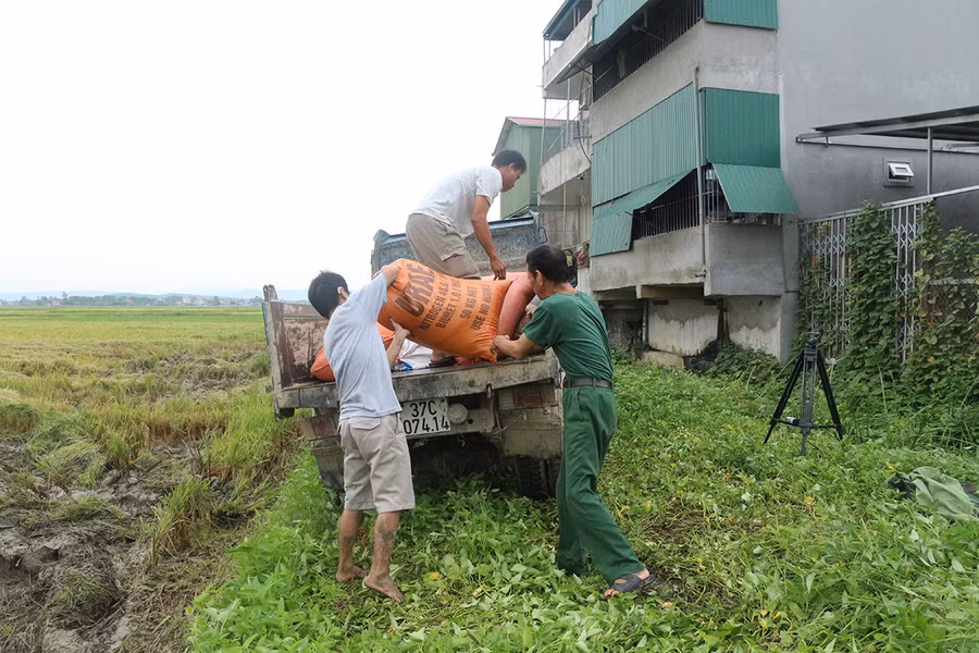 Người dân thuê xe tải chở lúa về nhà.