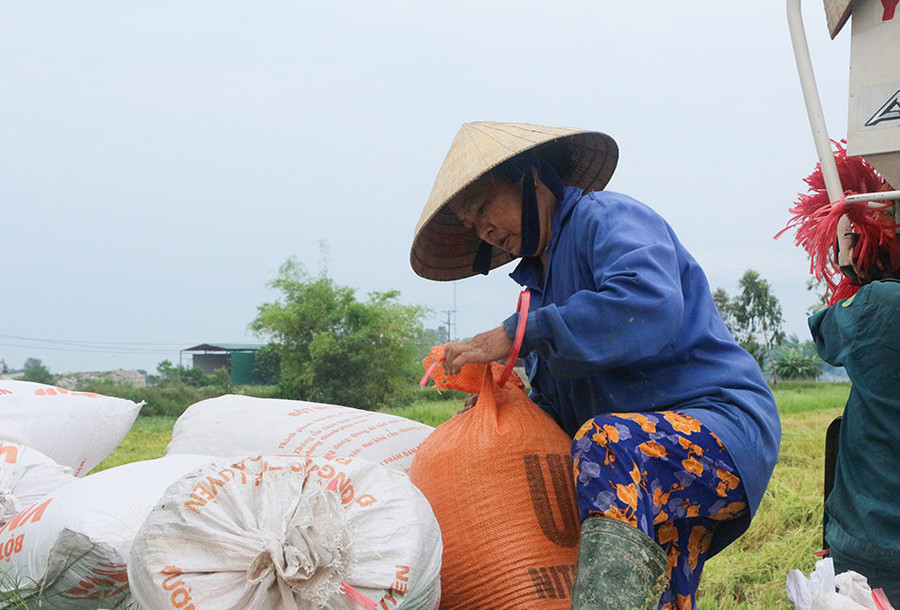 Nhiều người dân cho biết vụ mùa này chỉ thu hoạch được 70% lúa so với dự kiến.