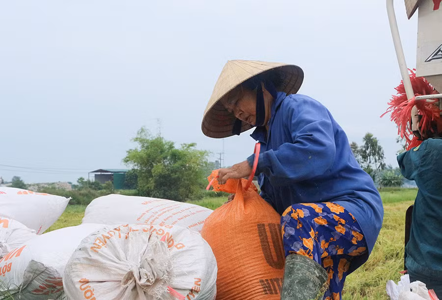 Nhiều người dân cho biết vụ mùa này chỉ thu hoạch được 70% lúa so với dự kiến.