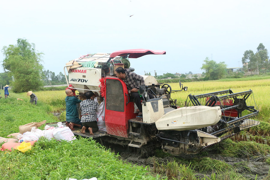 Máy gặt đập liên hoàn, người dân mang bao bì đến đựng lúa ngay tại bờ ruộng.