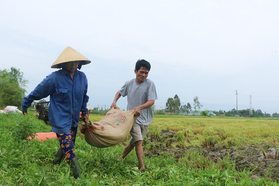 Hối hả khiêng lúa từ ruộng lên đường lớn.