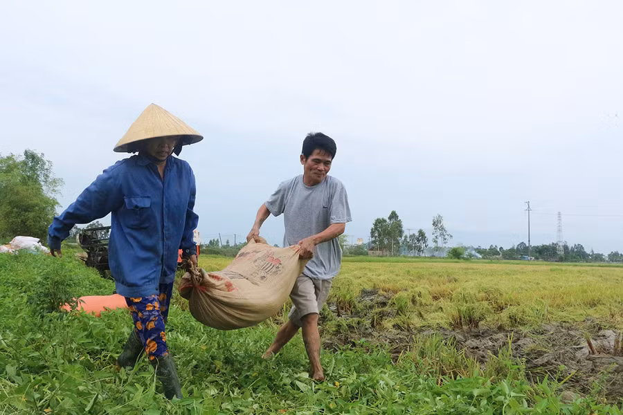 Hối hả khiêng lúa từ ruộng lên đường lớn.
