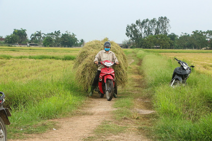 Dùng xe máy chở rơm về, không phơi ngoài ruộng vì sợ mưa ngập úng.