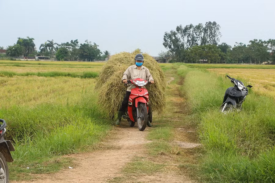 Dùng xe máy chở rơm về, không phơi ngoài ruộng vì sợ mưa ngập úng.