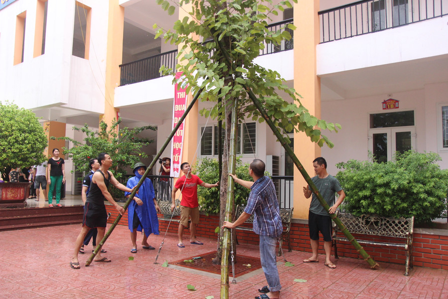 Những cây xanh mới trồng, gốc còn chưa bám chắc nên cần được bảo vệ khỏi ảnh hưởng của gió bão