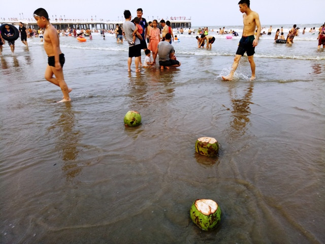 Những chiếc vỏ dừa trôi nổi trên bãi biển