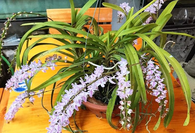 Hoa phong lan rừng. Ảnh minh họa.