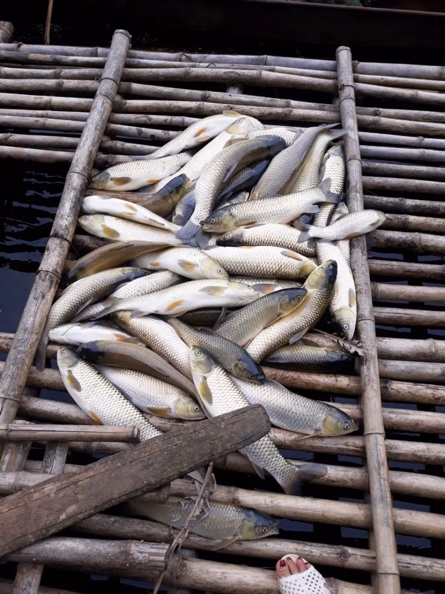 Cá nuôi lồng ở sống Mã của người dân Cành Nàng vẫn đang tiếp tục chết bất thường.