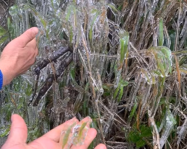 Xuất hiện băng giá tại huyện Mèo Vạc, tỉnh Hà Giang.