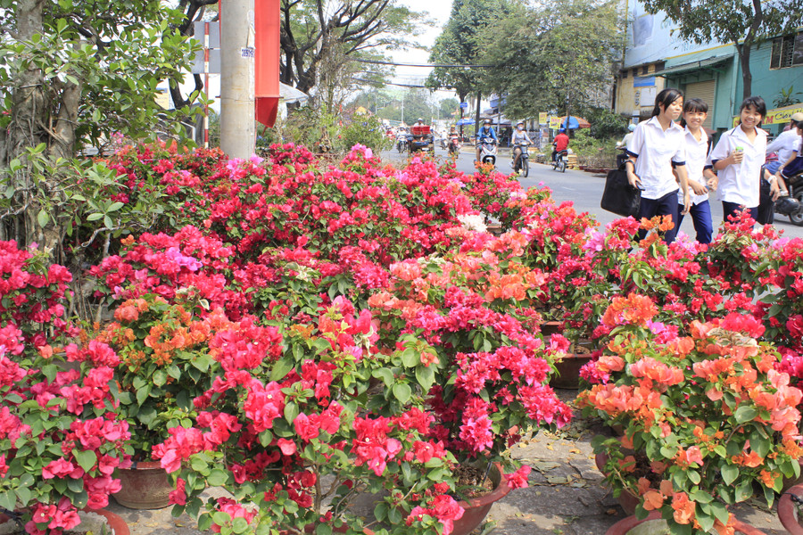 Hoa Tết được bày bán tại Bến Bình Đông, quận 8, TPHCM. Ảnh: Lê Nam Hoa Tết được bày bán tại Bến Bình Đông, quận 8, TPHCM. Ảnh: Lê Nam